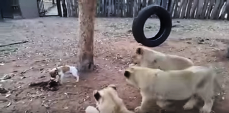 Un perrito se hace viral por defender su comida de tres leones
