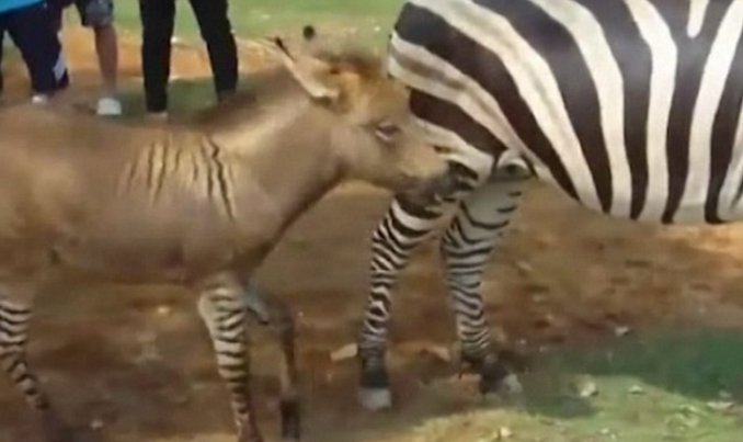 China: nació un híbrido mitad cebra y mitad burro
