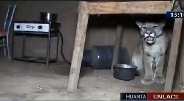 Perú: volvieron a su casa y encontraron un puma debajo de su mesa