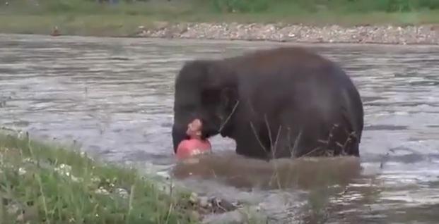 Tailandia: un elefante rescató a su cuidador del río