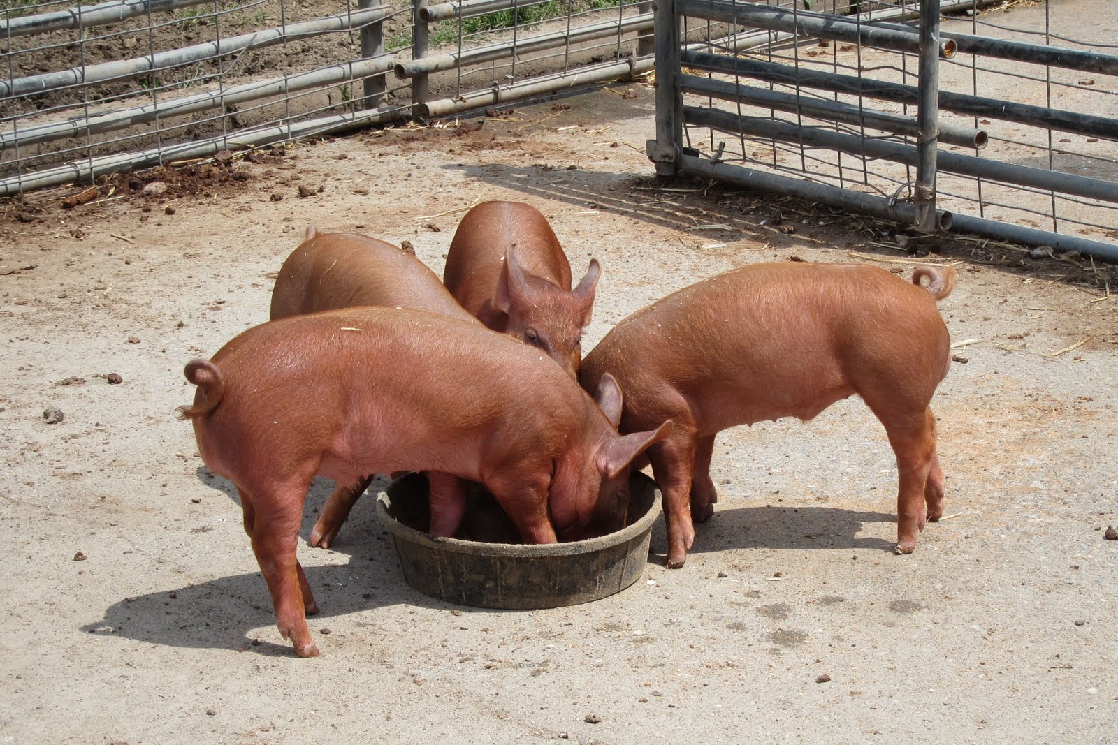cerdo