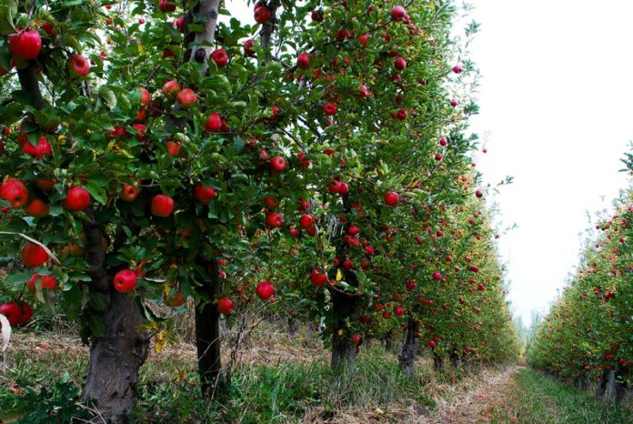 fruta