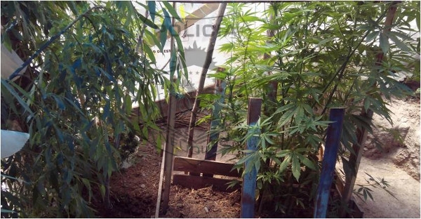 marihuana