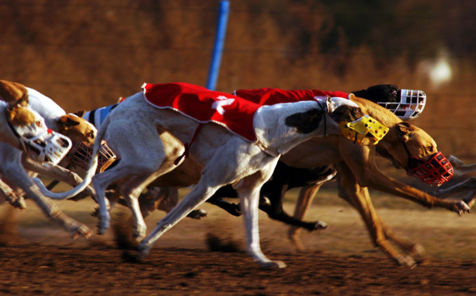 perros