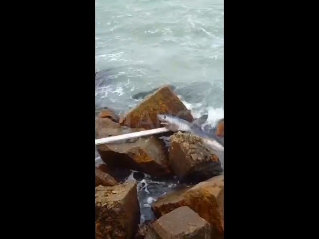 Un tiburón apareció en Mar del Plata
