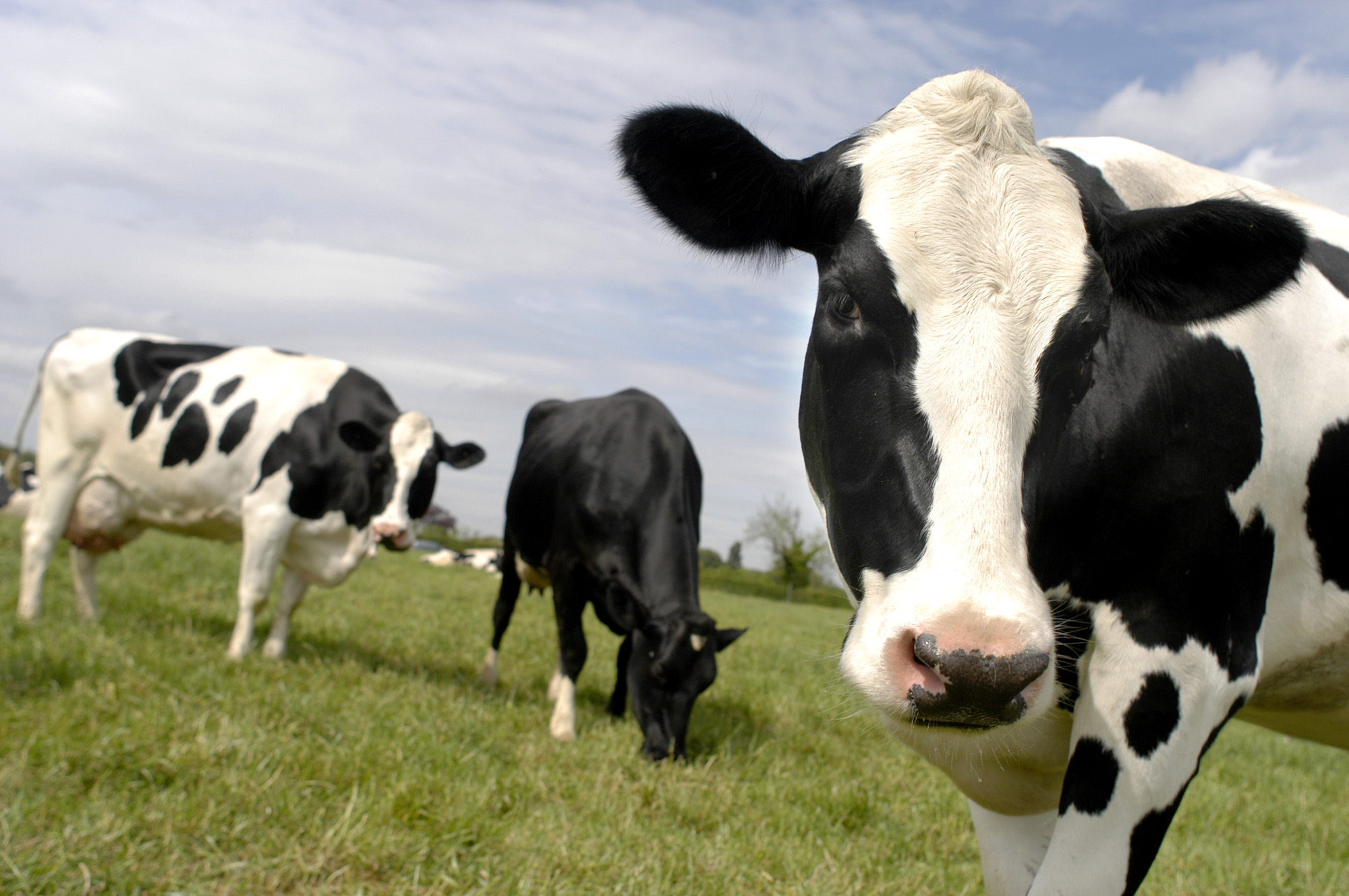 DAIRY FARM