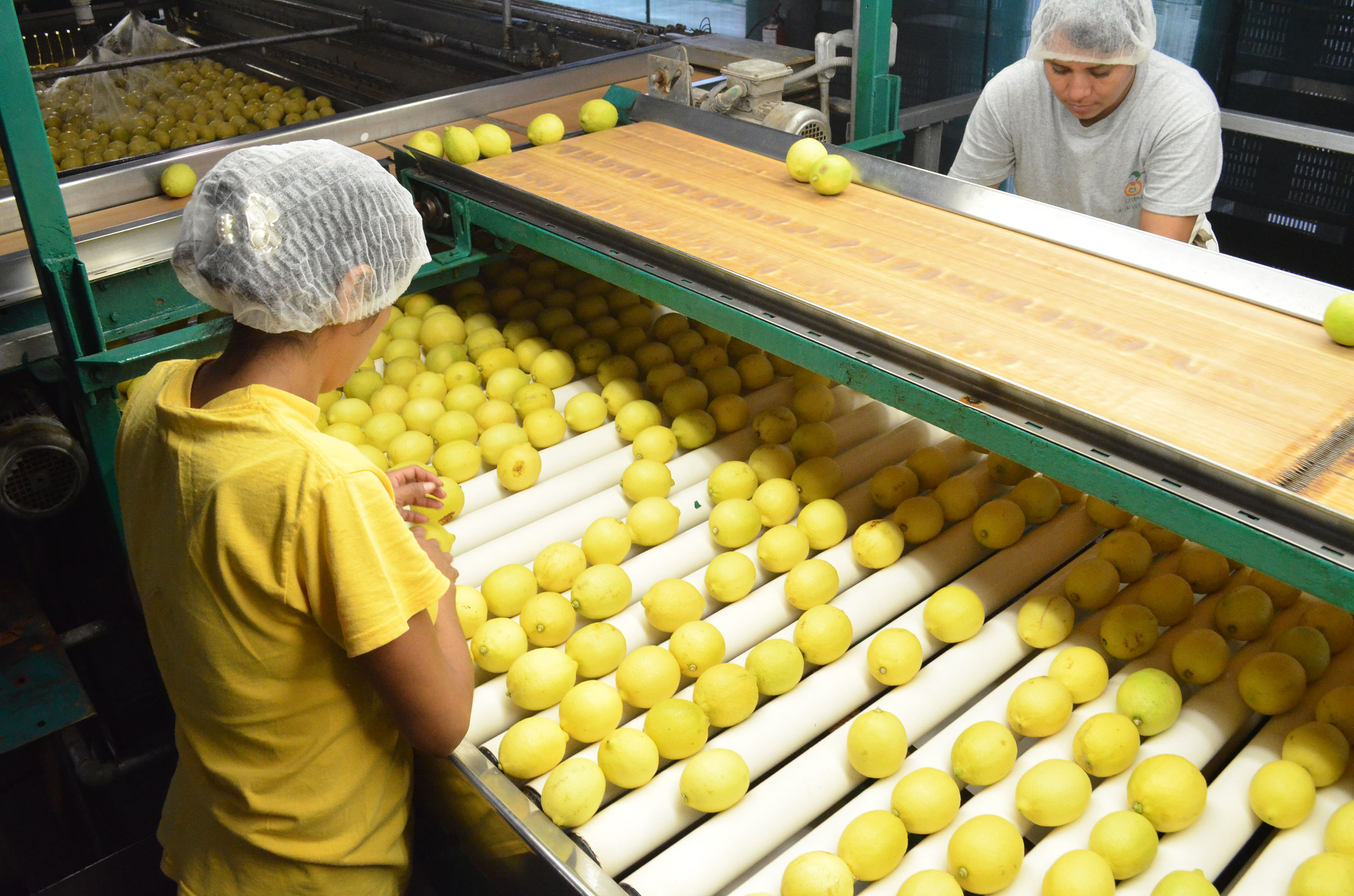 limonamarillo1