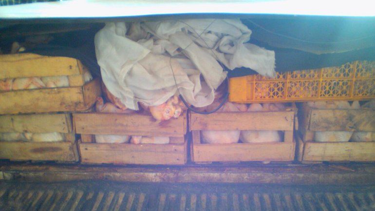 pollo-en-cajas