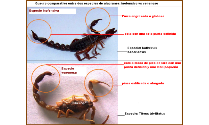 Cuadro-comparativo-entre-especie-venenosa-vs-inofensiva-1