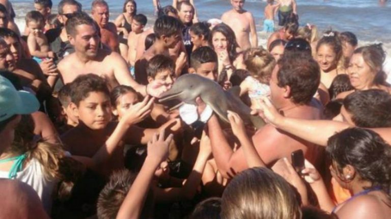 Turistas sacaron del agua a un delfín bebe para tener una selfie y lo mataron