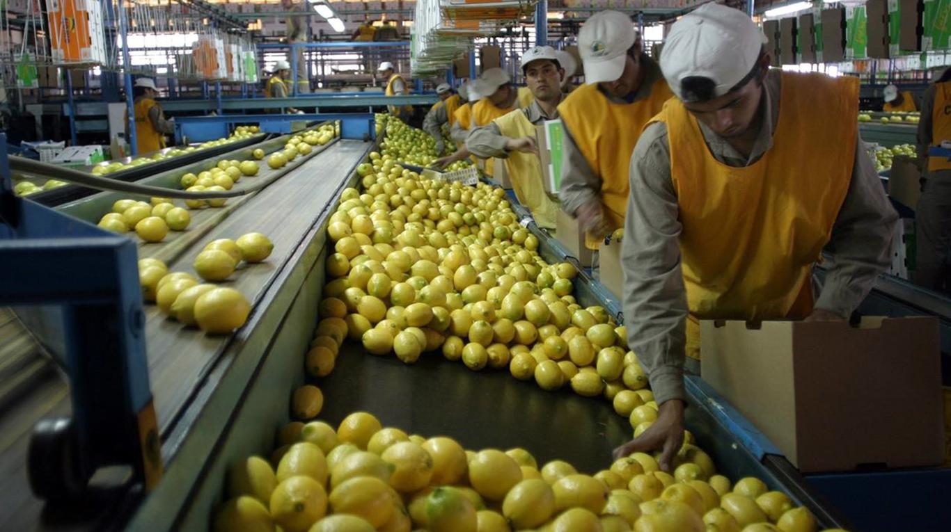 lemon1366-765