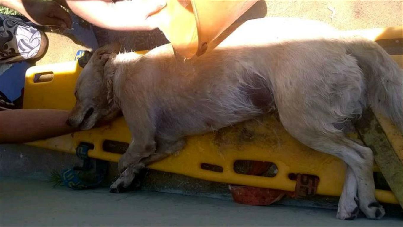 perro