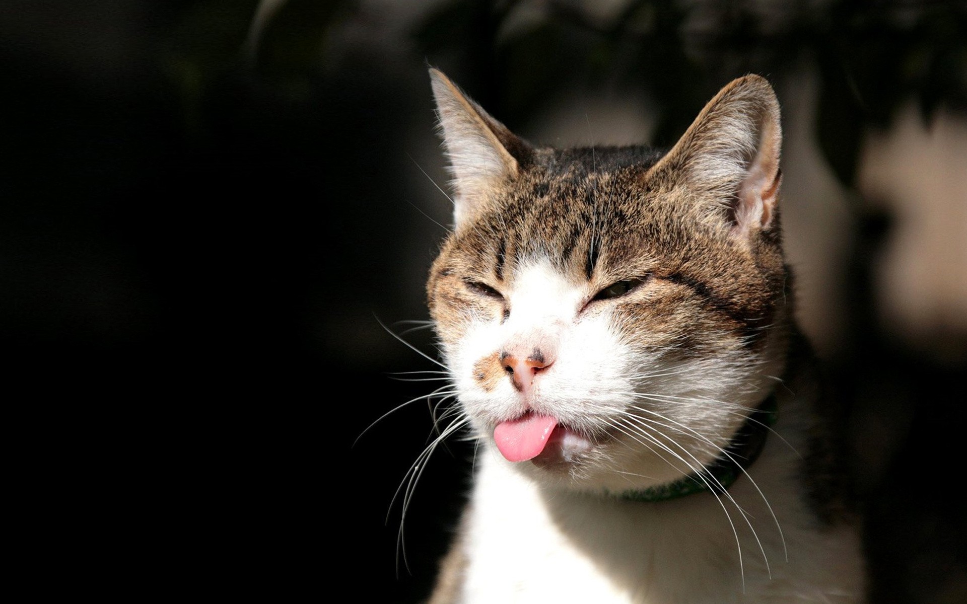 gato