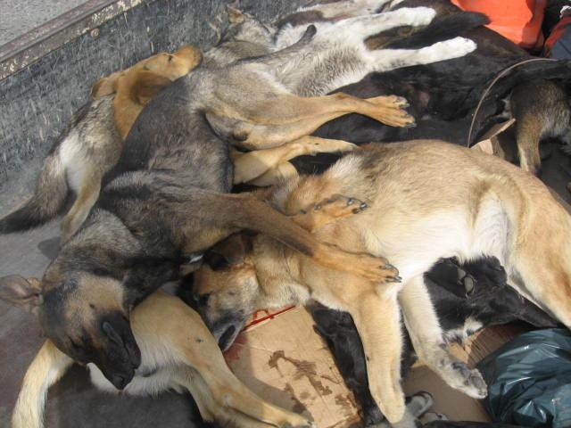 perros