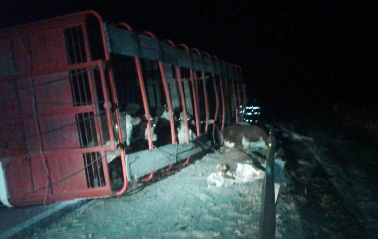 Se durmió y volcó con un camión repleto de ganado