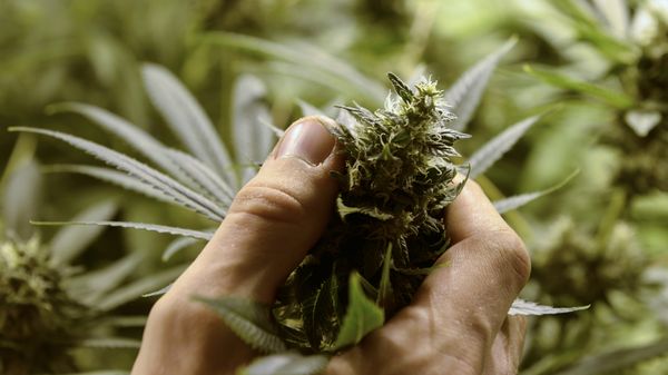 cannabis