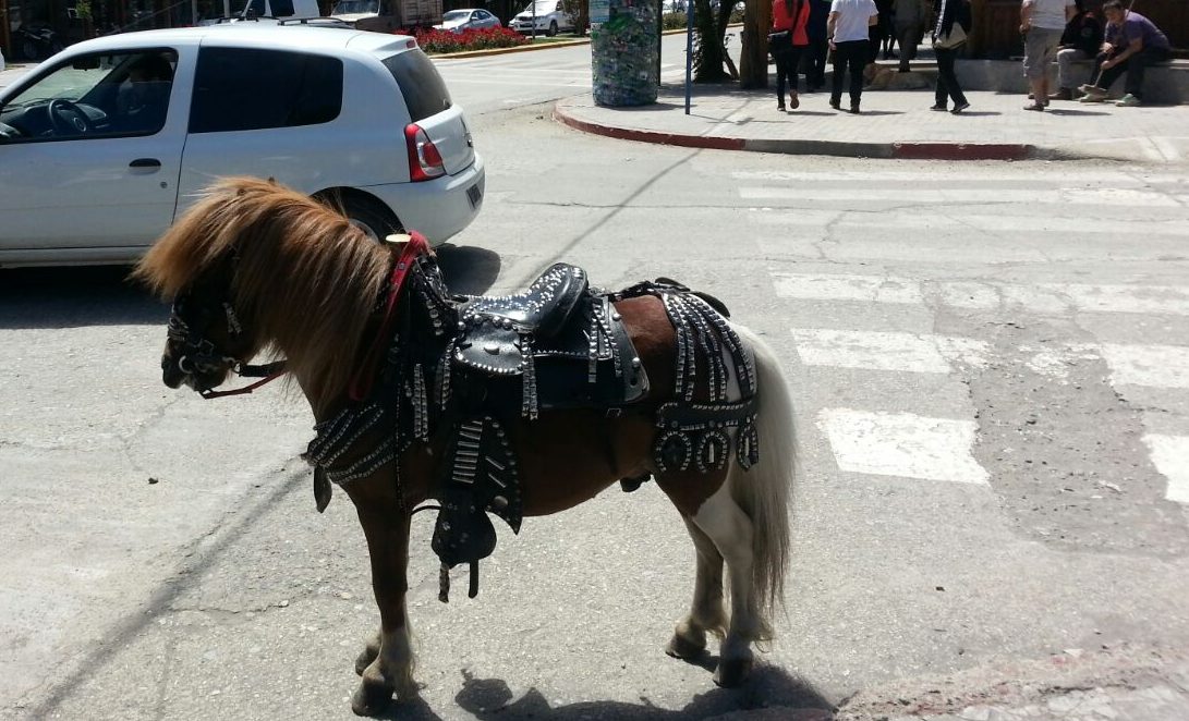 poni