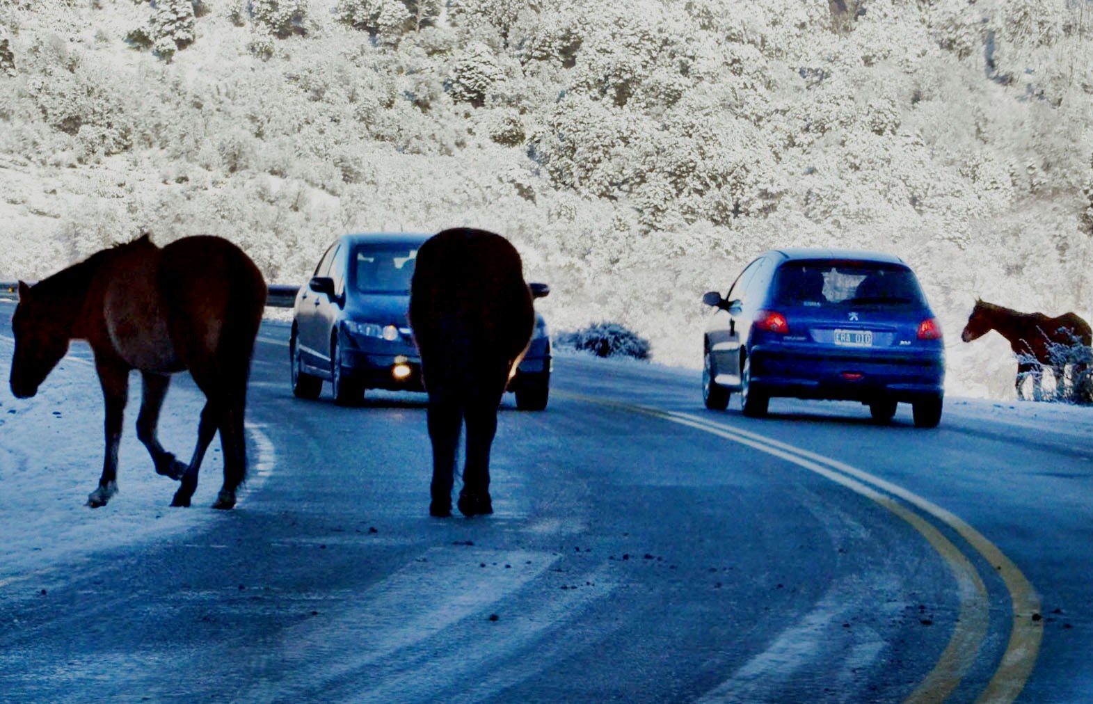 animales