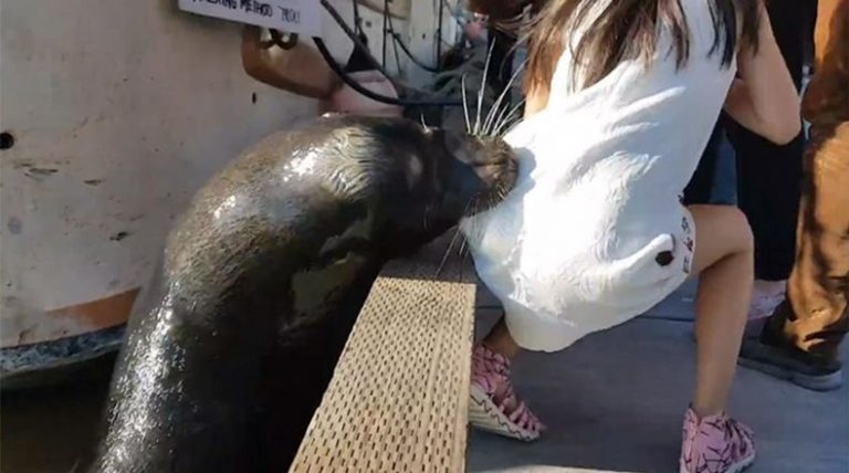 VIRAL: Pánico en Canadá luego de que un león marino arrastrara a una nena al agua