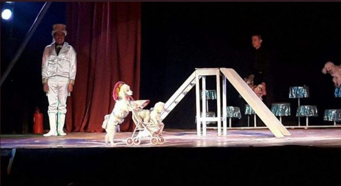 circo-animales