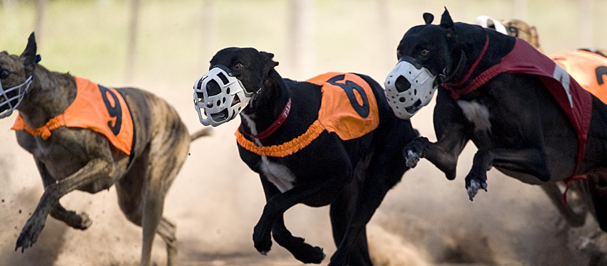 galgos