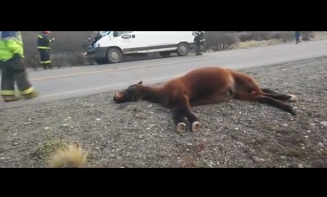 caballo