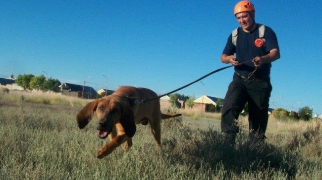 perro Gentileza Diario Río Negro.