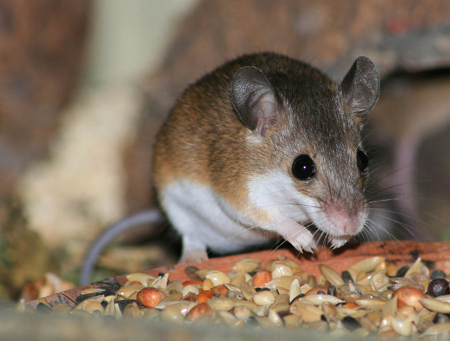 rata