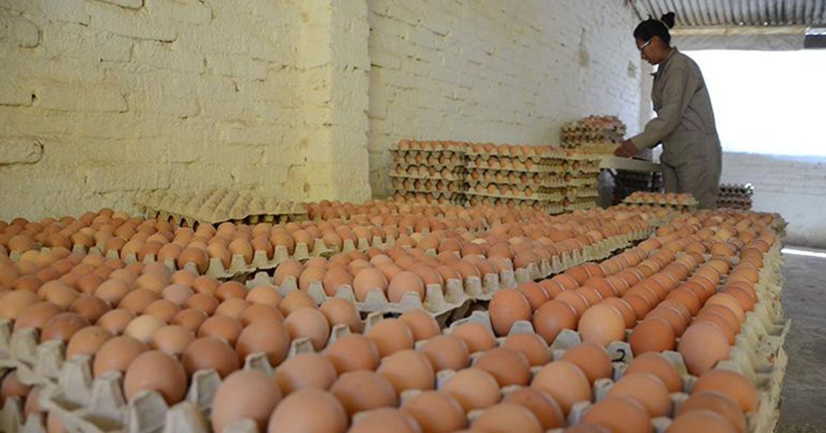 huevos-ecologicos-para-una-obra-social