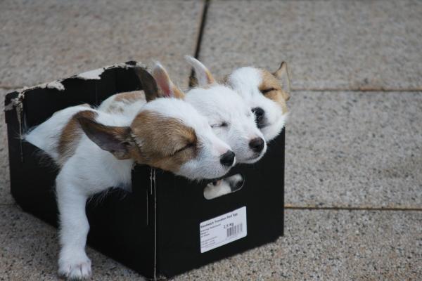 perros