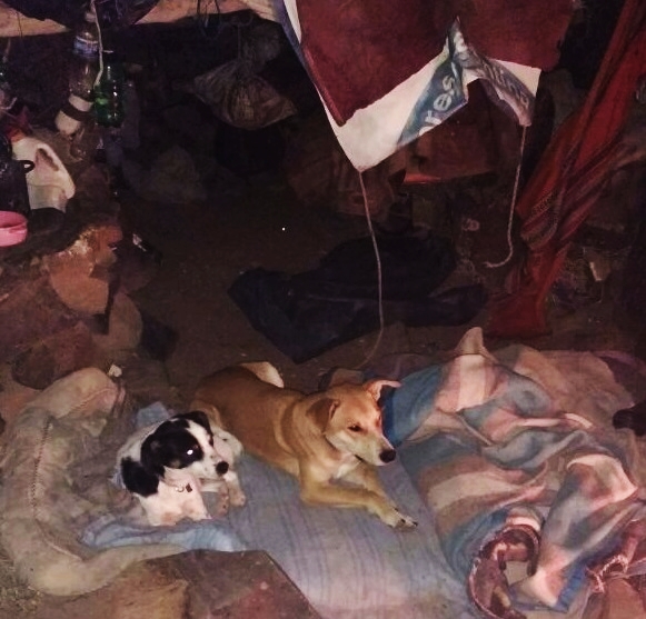 perros