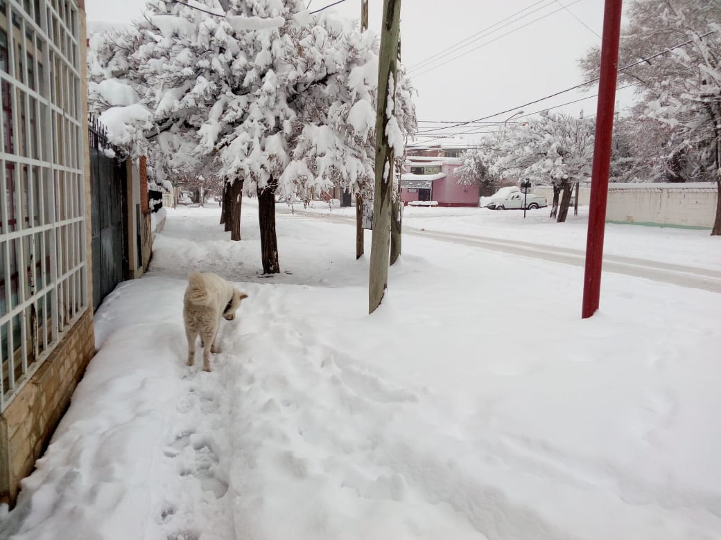 Nieve Zapala
