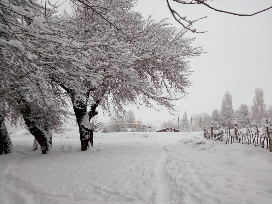 Nieve