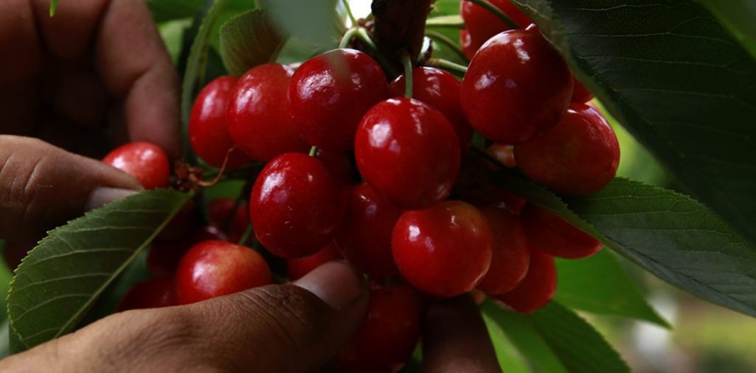 cerezas