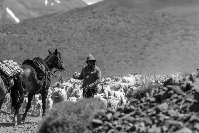trashumancia-animales