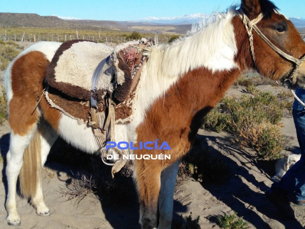 caballo