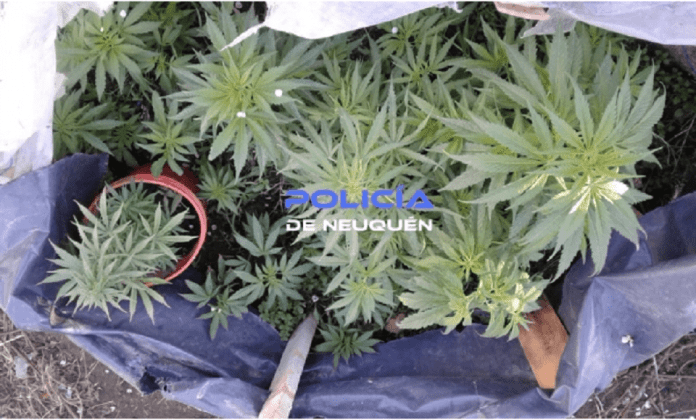 marihuana