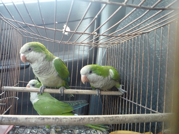 Loros 2