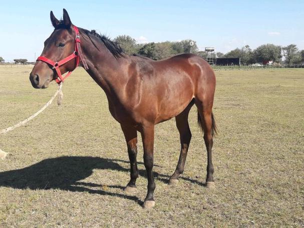 caballo