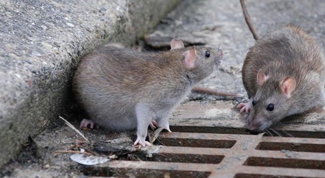 hantavirus3