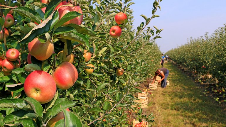 manzanas-1
