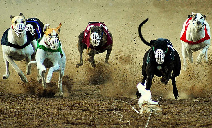 Carrera-de-galgos