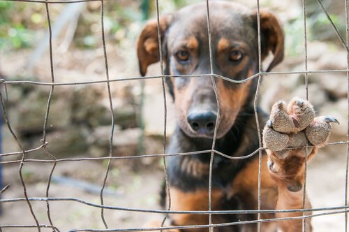 perfil-del-perro-abandonado