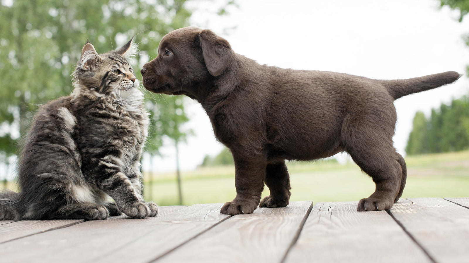 perros-o-gatos-el-eterno-debate-contestado-por-la-ciencia