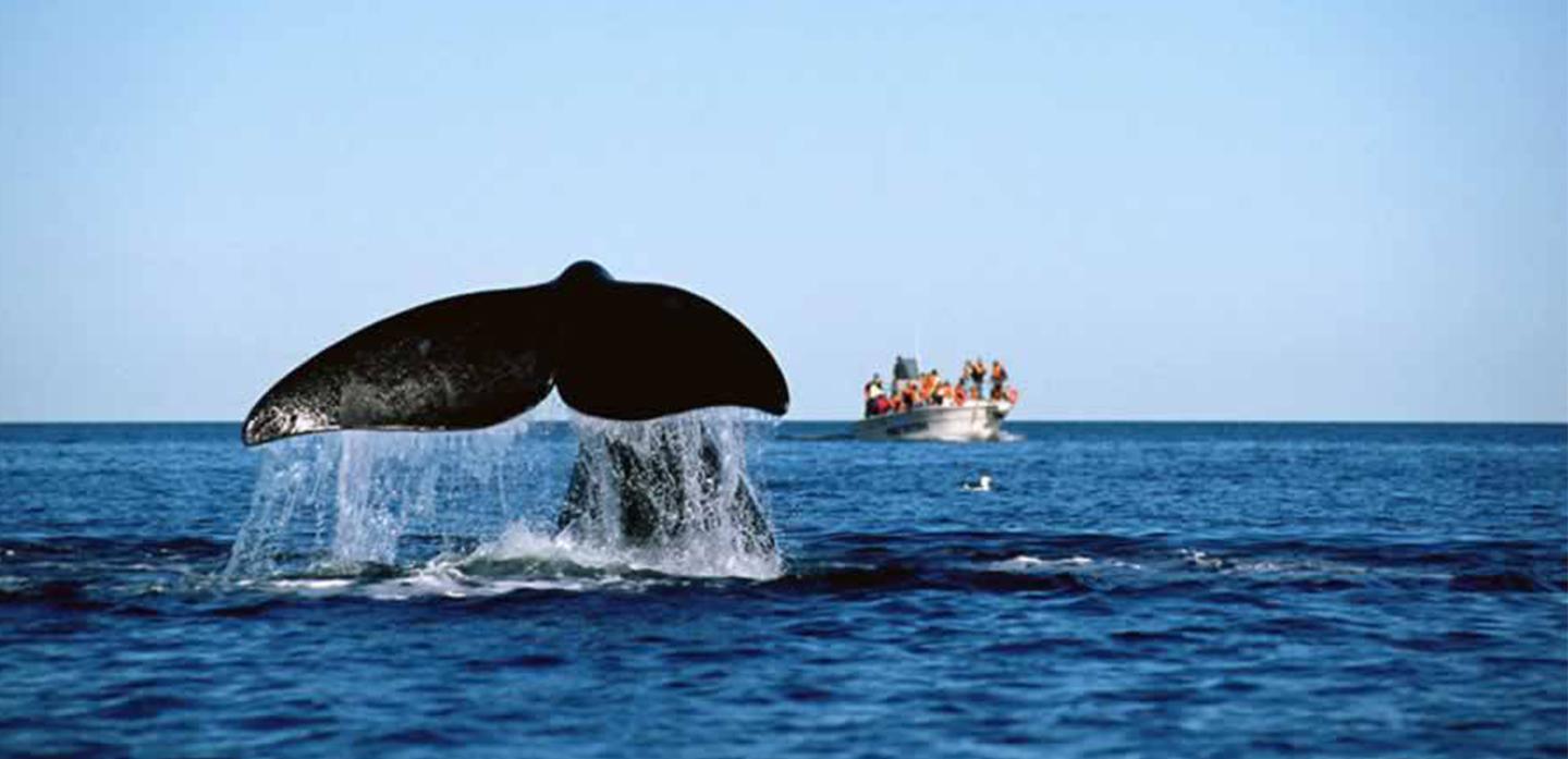 i6097-ballenas-rio-negro