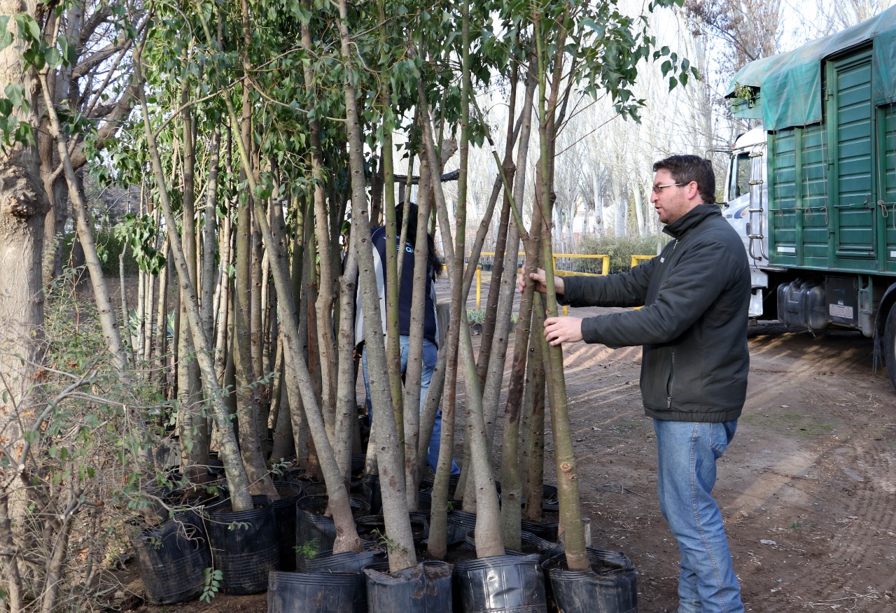 Arboles-vivero-foto-3-.48