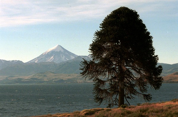 PEHUEN