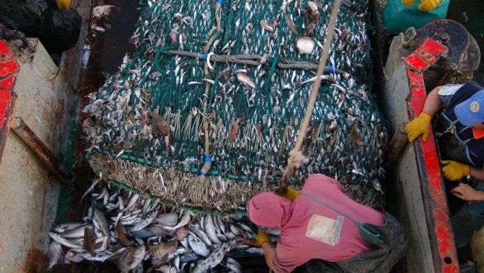 pescado