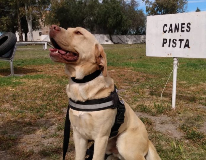 perro