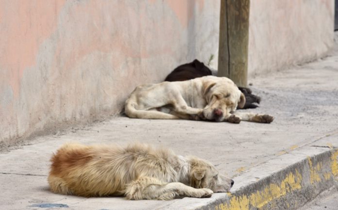 perros